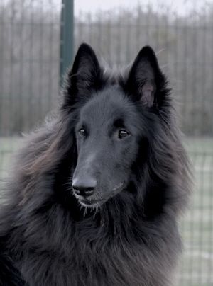 Elfe Noir