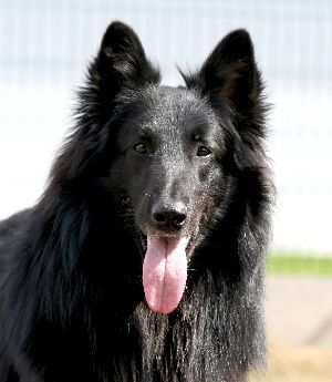 Arko