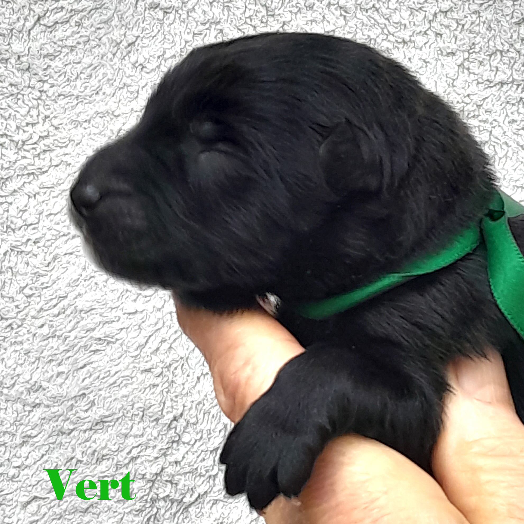 photos  venir prochainement