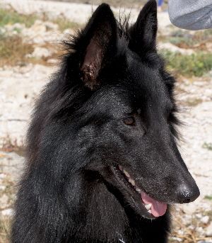 Jal-Loup Jal-Loup