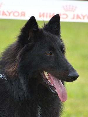 Lobo Lobo