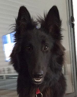 Malko Malko